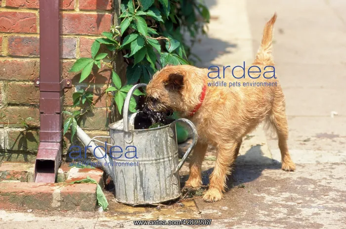 : DOG - drinking from watering can : DOG - drinking from watering can