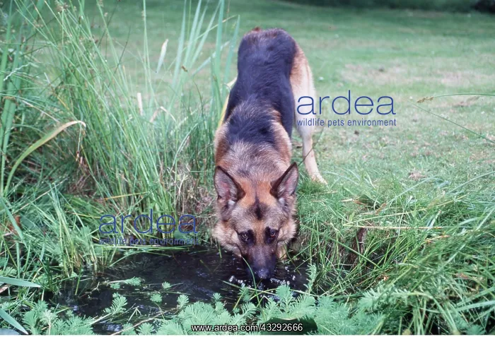 : Dog - Drinks From Pond : Dog - Drinks From Pond
