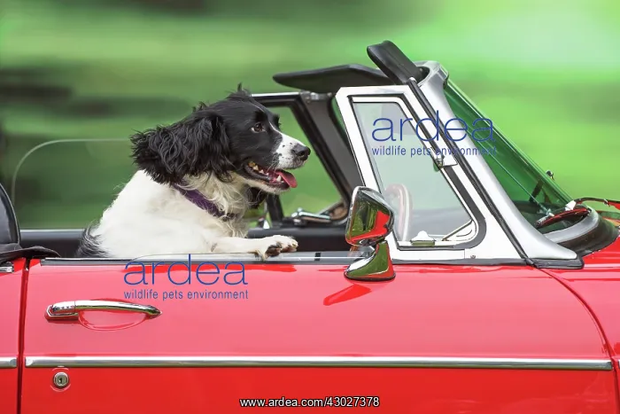 : Dog Driving car : Dog Driving car