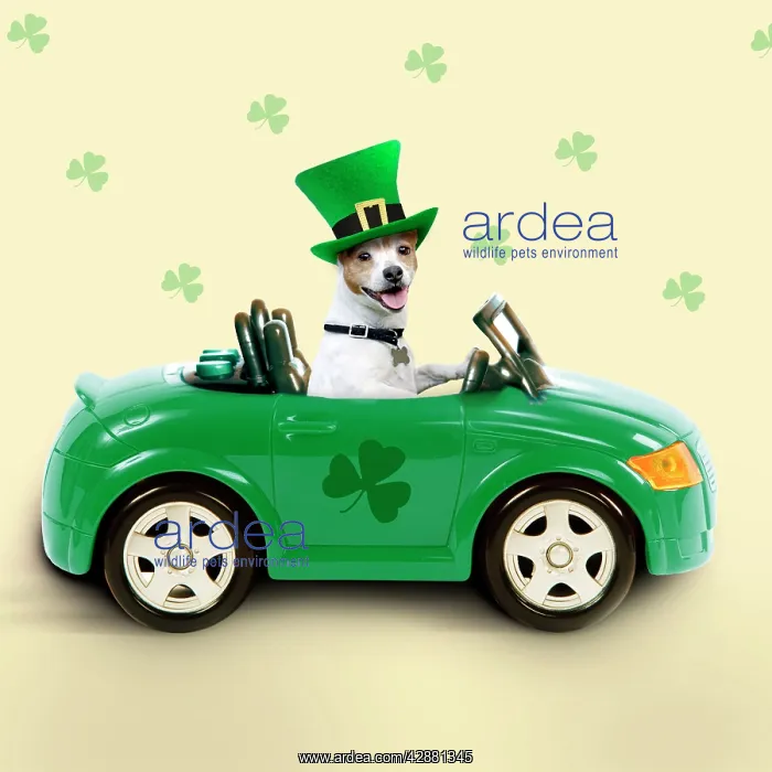 : Dog - driving car - Saint Patrick's Day : Dog - driving car - Saint Patrick's Day