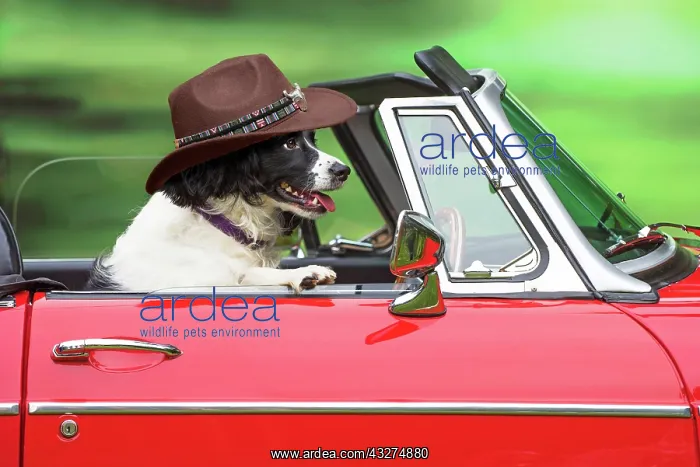 : Dog - Driving car wearing a cowboy hat : Dog - Driving car wearing a cowboy hat