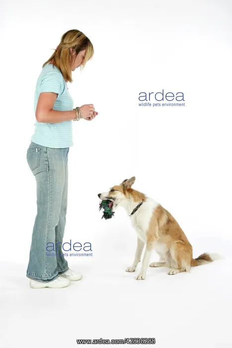 : Dog - dropping toy at owner's feet : Dog - dropping toy at owner's feet