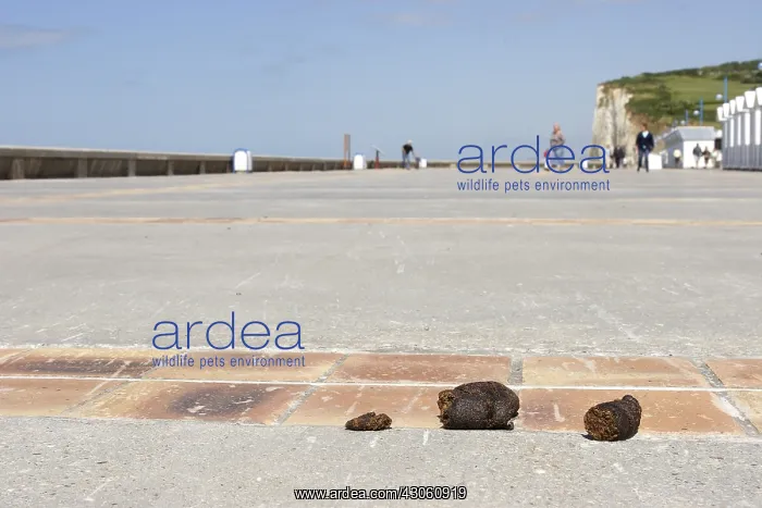 : Dog droppings near the beach Pourville-sur-mer France : Dog droppings near the beach Pourville-sur-mer France