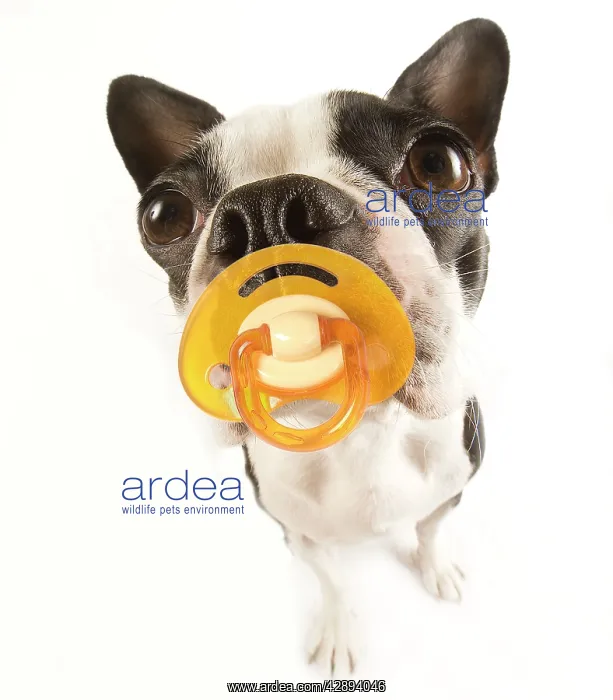  : Dog - with dummy in mouth