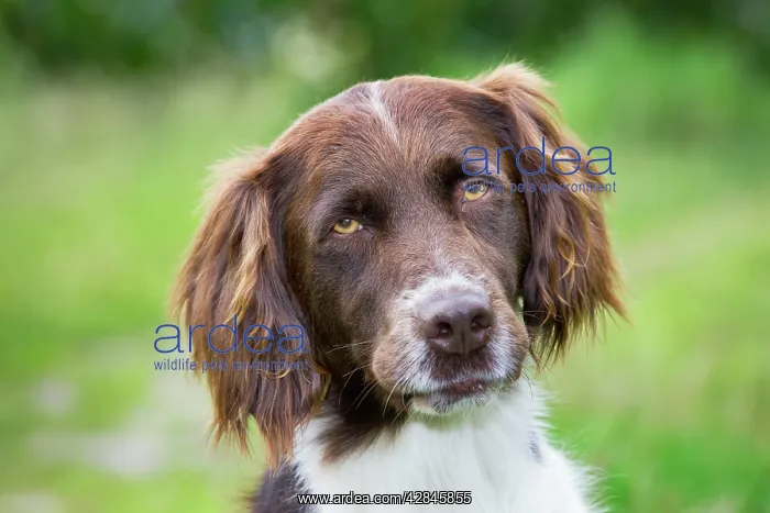 : Dog - Dutch Partridge Dog / Drentsche Patrijshond : Dog - Dutch Partridge Dog / Drentsche Patrijshond