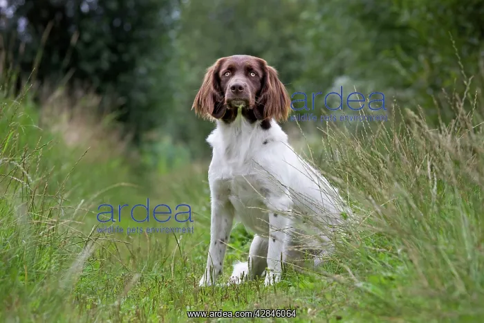 : Dog - Dutch Partridge Dog / Drentsche Patrijshond : Dog - Dutch Partridge Dog / Drentsche Patrijshond