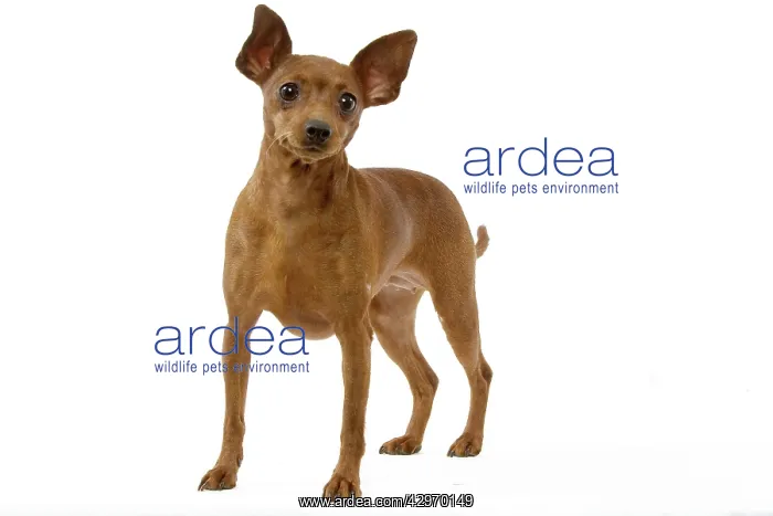  : Dog - Dwarf Pinscher