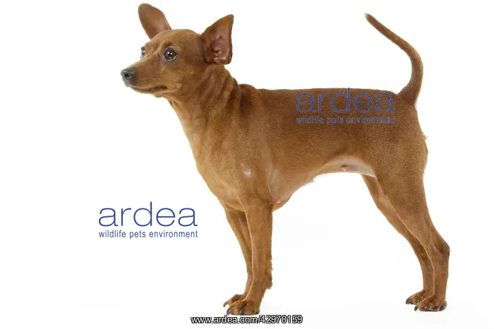  : Dog - Dwarf Pinscher
