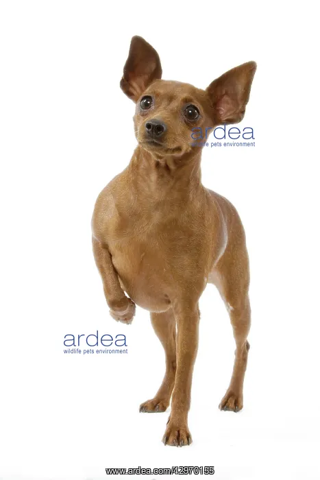  : Dog - Dwarf Pinscher - lifting a paw