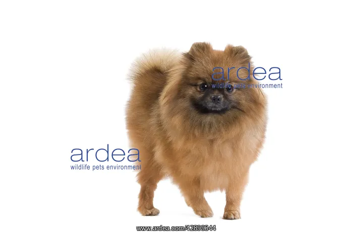 : Dog - Dwarf Spitz / Pomeranian : Dog - Dwarf Spitz / Pomeranian