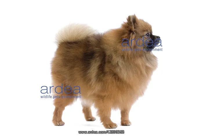 : Dog - Dwarf Spitz / Pomeranian : Dog - Dwarf Spitz / Pomeranian