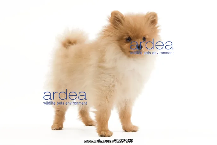 : Dog - Dwarf Spitz / Pomeranian - 6 month old puppy : Dog - Dwarf Spitz / Pomeranian - 6 month old puppy