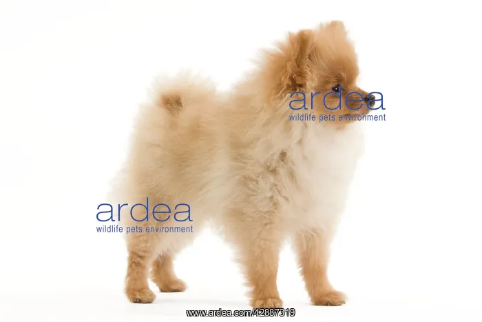 : Dog - Dwarf Spitz / Pomeranian - 6 month old puppy : Dog - Dwarf Spitz / Pomeranian - 6 month old puppy