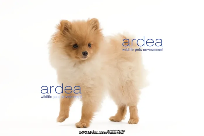 : Dog - Dwarf Spitz / Pomeranian - 6 month old puppy : Dog - Dwarf Spitz / Pomeranian - 6 month old puppy