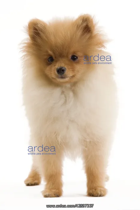 : Dog - Dwarf Spitz / Pomeranian - 6 month old puppy : Dog - Dwarf Spitz / Pomeranian - 6 month old puppy