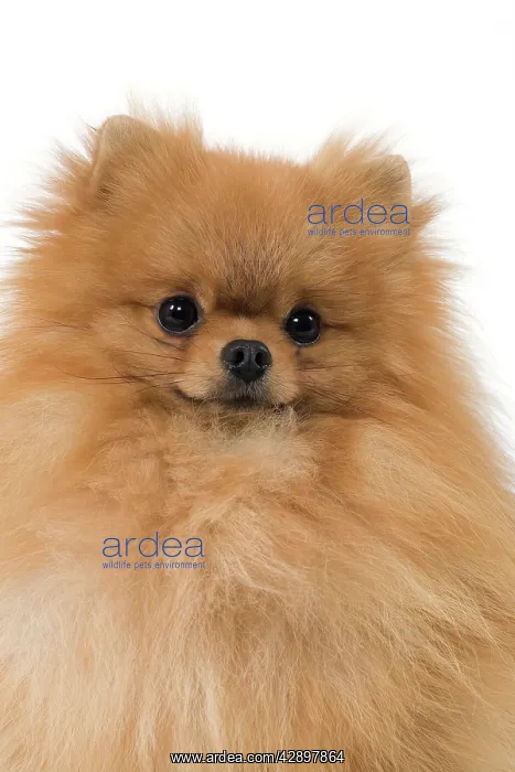 : Dog - Dwarf Spitz / Pomeranian / Spitz nain : Dog - Dwarf Spitz / Pomeranian / Spitz nain