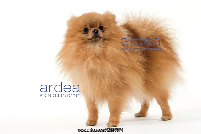 : Dog - Dwarf Spitz / Pomeranian / Spitz nain : Dog - Dwarf Spitz / Pomeranian / Spitz nain