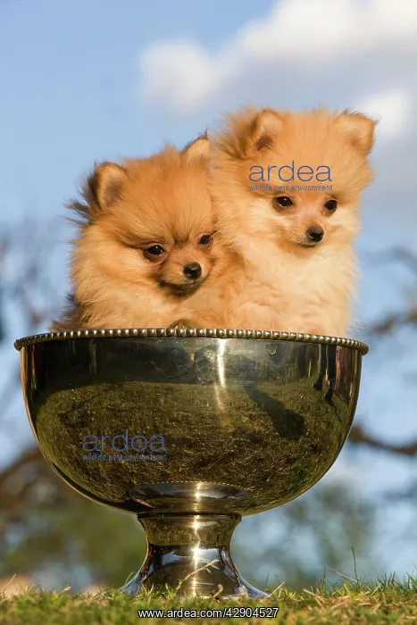 : Dog - two Dwarf Spitz / Pomeranians - in silver cup : Dog - two Dwarf Spitz / Pomeranians - in silver cup