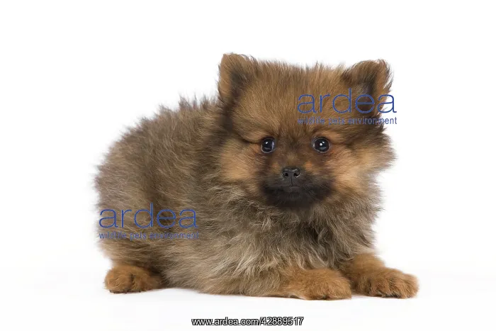: Dog - Dwarf Spitz - puppy : Dog - Dwarf Spitz - puppy