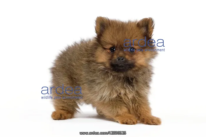 : Dog - Dwarf Spitz - puppy : Dog - Dwarf Spitz - puppy
