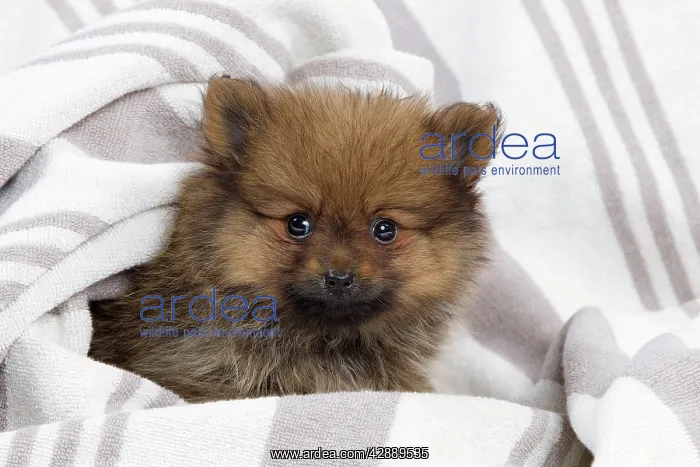  : Dog - Dwarf Spitz - puppy