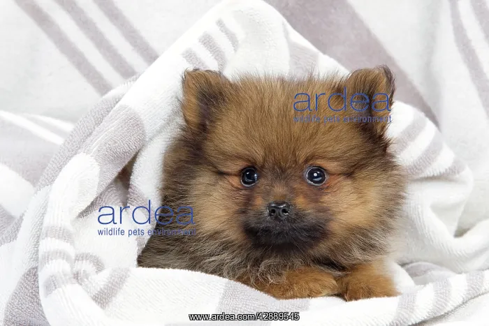 : Dog - Dwarf Spitz - puppy : Dog - Dwarf Spitz - puppy
