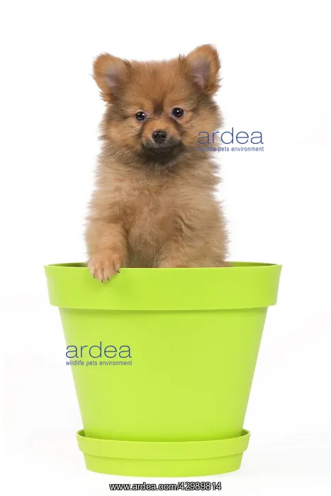 : Dog - Dwarf Spitz. puppy in flowerpot : Dog - Dwarf Spitz. puppy in flowerpot