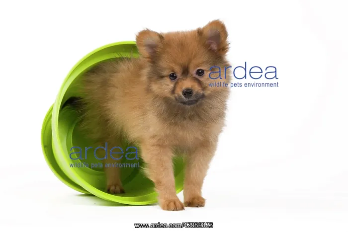 : Dog - Dwarf Spitz. puppy in flowerpot : Dog - Dwarf Spitz. puppy in flowerpot
