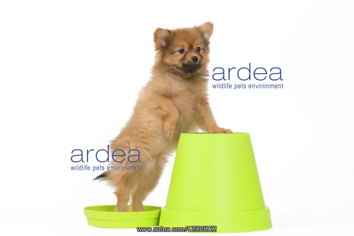 : Dog - Dwarf Spitz. puppy on flowerpot : Dog - Dwarf Spitz. puppy on flowerpot