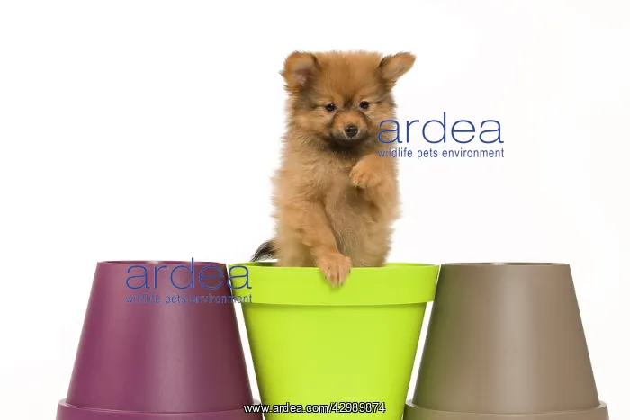 : Dog - Dwarf Spitz. puppy in flowerpot : Dog - Dwarf Spitz. puppy in flowerpot