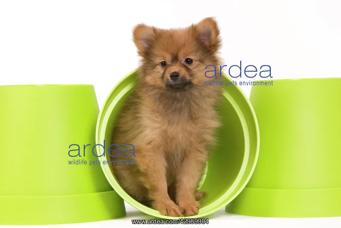 : Dog - Dwarf Spitz. puppy in flowerpot : Dog - Dwarf Spitz. puppy in flowerpot