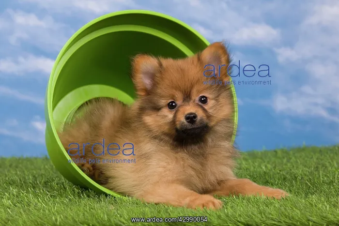 : Dog - Dwarf Spitz. puppy in flowerpot : Dog - Dwarf Spitz. puppy in flowerpot