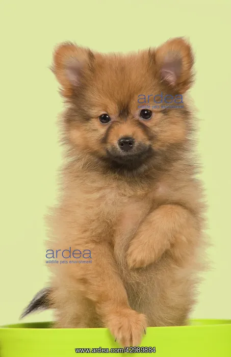 : Dog - Dwarf Spitz. puppy in flowerpot. Manipulation: : Dog - Dwarf Spitz. puppy in flowerpot. Manipulation: