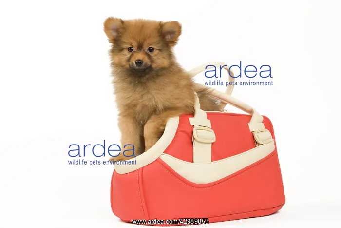 : Dog - Dwarf Spitz. puppy in handbag : Dog - Dwarf Spitz. puppy in handbag