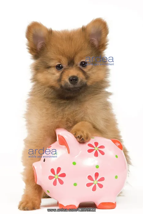 : Dog - Dwarf Spitz. puppy with piggybank : Dog - Dwarf Spitz. puppy with piggybank