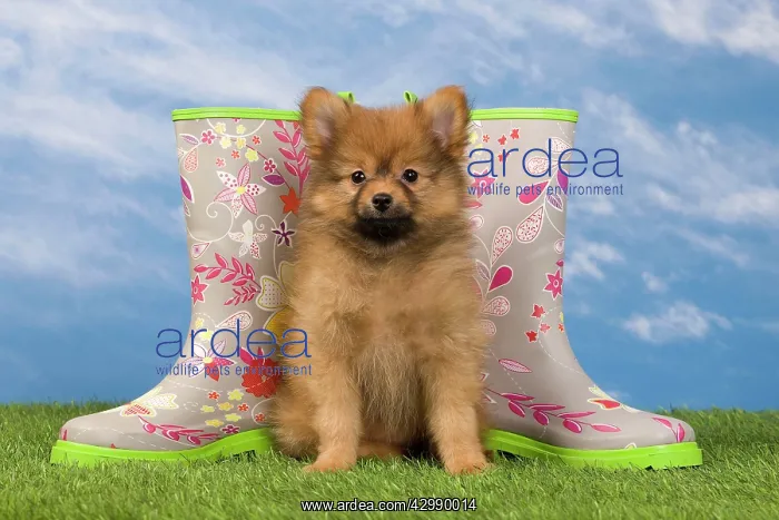 : Dog - Dwarf Spitz. puppy and wellington boots / wellies : Dog - Dwarf Spitz. puppy and wellington boots / wellies