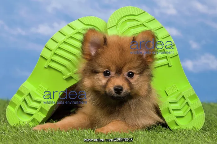 : Dog - Dwarf Spitz. puppy and wellington boots / wellies : Dog - Dwarf Spitz. puppy and wellington boots / wellies