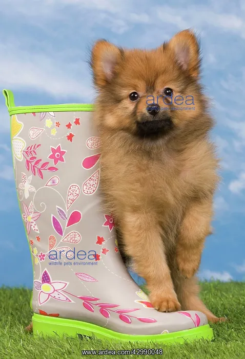 : Dog - Dwarf Spitz. puppy and wellington boots / wellies : Dog - Dwarf Spitz. puppy and wellington boots / wellies