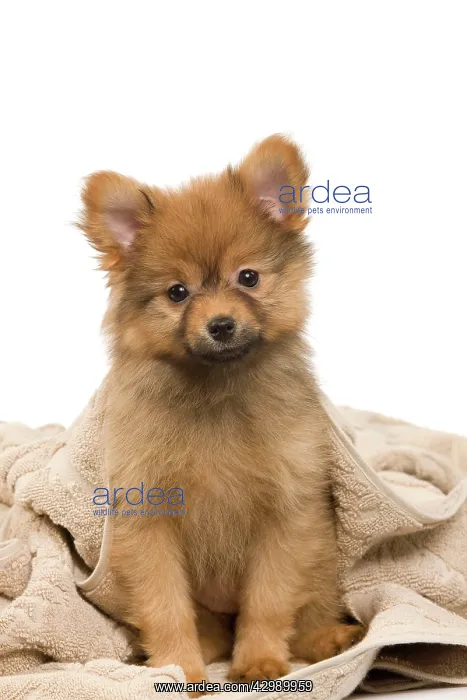 : Dog - Dwarf Spitz. puppy wrapped in towel : Dog - Dwarf Spitz. puppy wrapped in towel