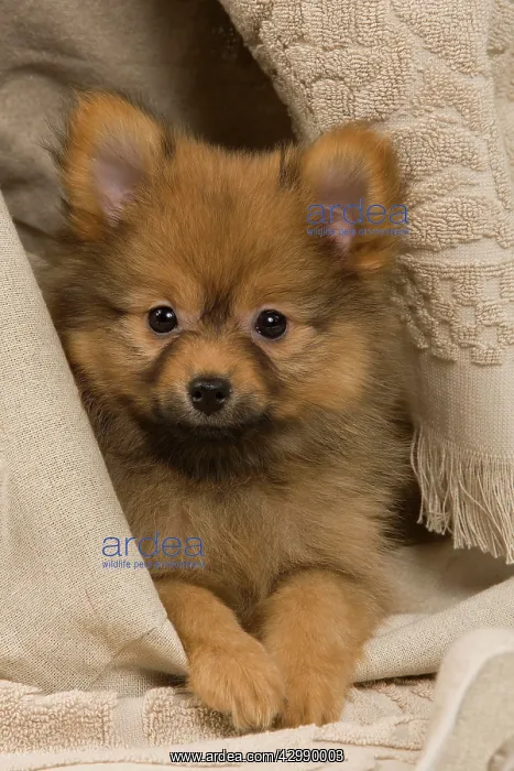 : Dog - Dwarf Spitz. puppy wrapped in towel : Dog - Dwarf Spitz. puppy wrapped in towel