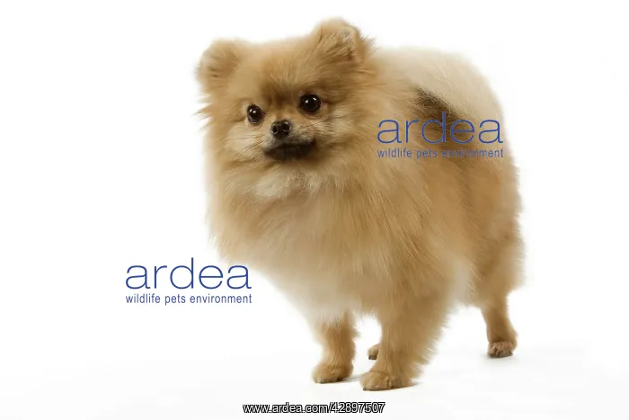  : Dog - Dwarf Spitz  /  Spitz Nain