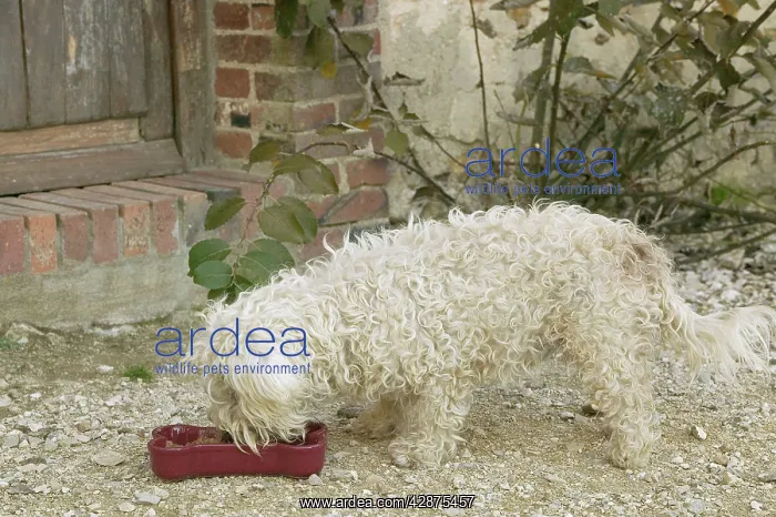  : Dog - eating from bowl