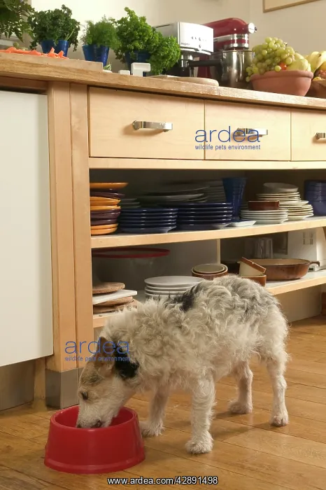  : Dog - eating from bowl in kitchen