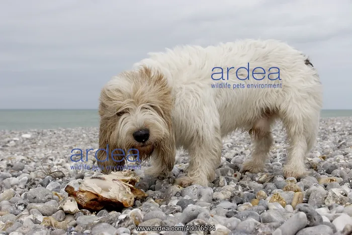 : Dog eating a chicken carcass on the beach : Dog eating a chicken carcass on the beach
