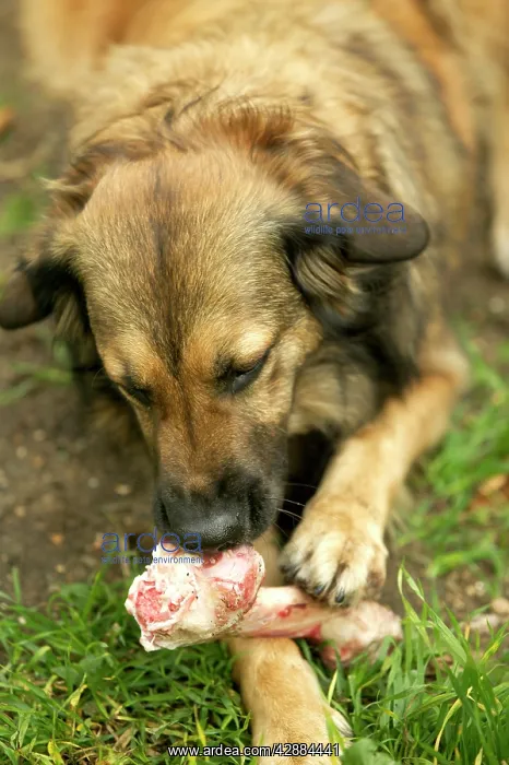  : Dog - Eating marrow bone