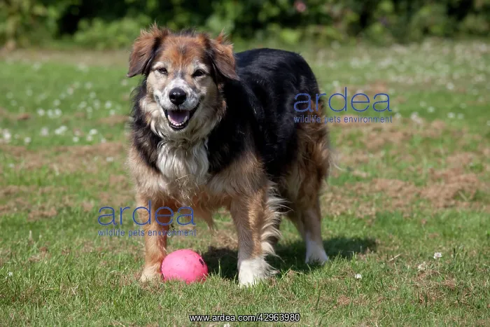  : Dog - Elderly Brown Sheep Dog - with ball