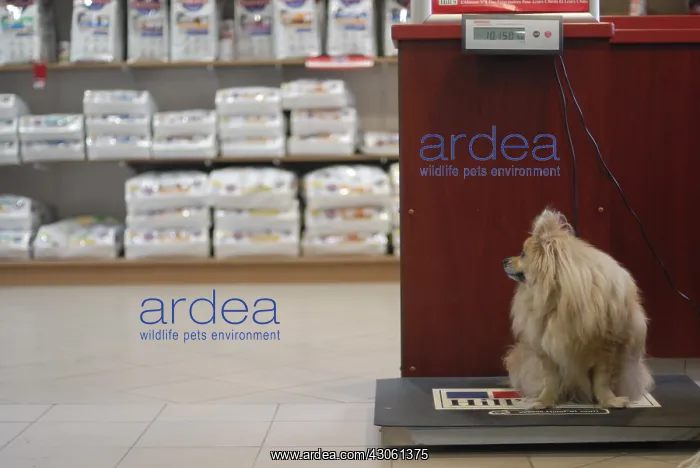 : Dog on an electronic scale with a veterinarian : Dog on an electronic scale with a veterinarian