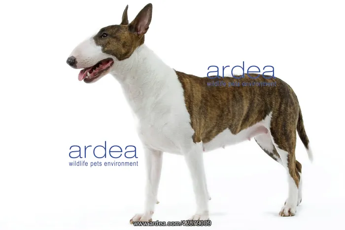  : Dog - English Bull Terrier