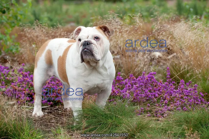 : Dog - English Bulldog