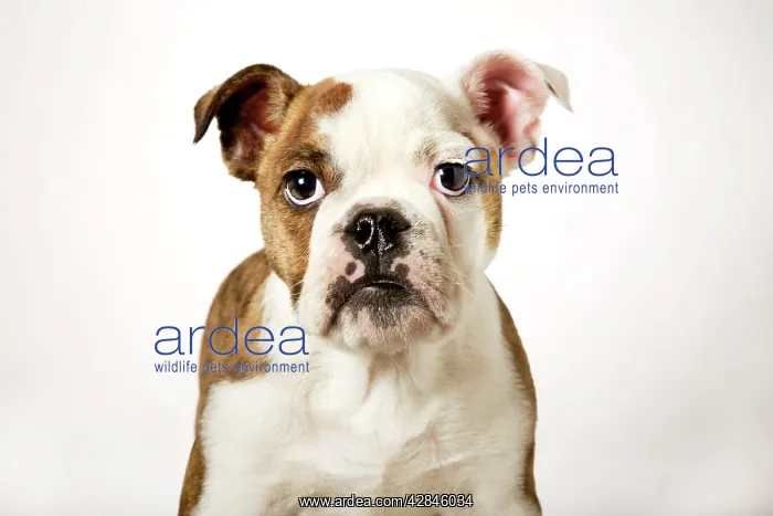  : Dog - English Bulldog